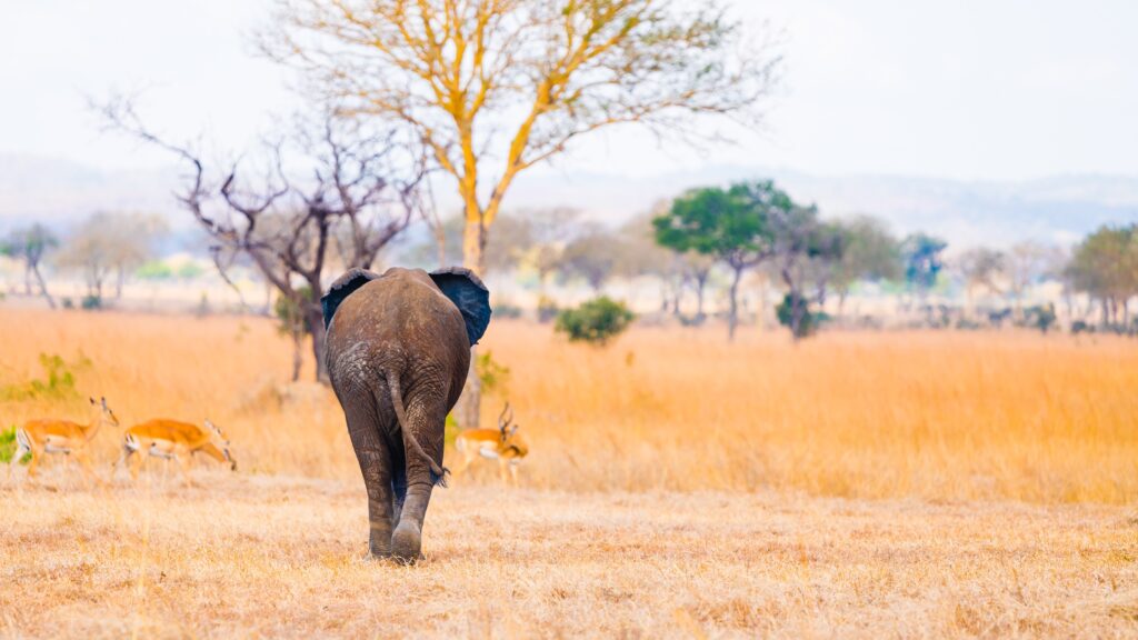 Tiersafari Mikumi National-park private safari-eyes4naturesafaris