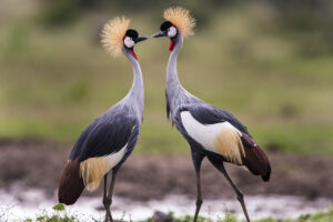 Birdwatching-Safaris in Tansania