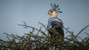 Birdwatching safaris tansania