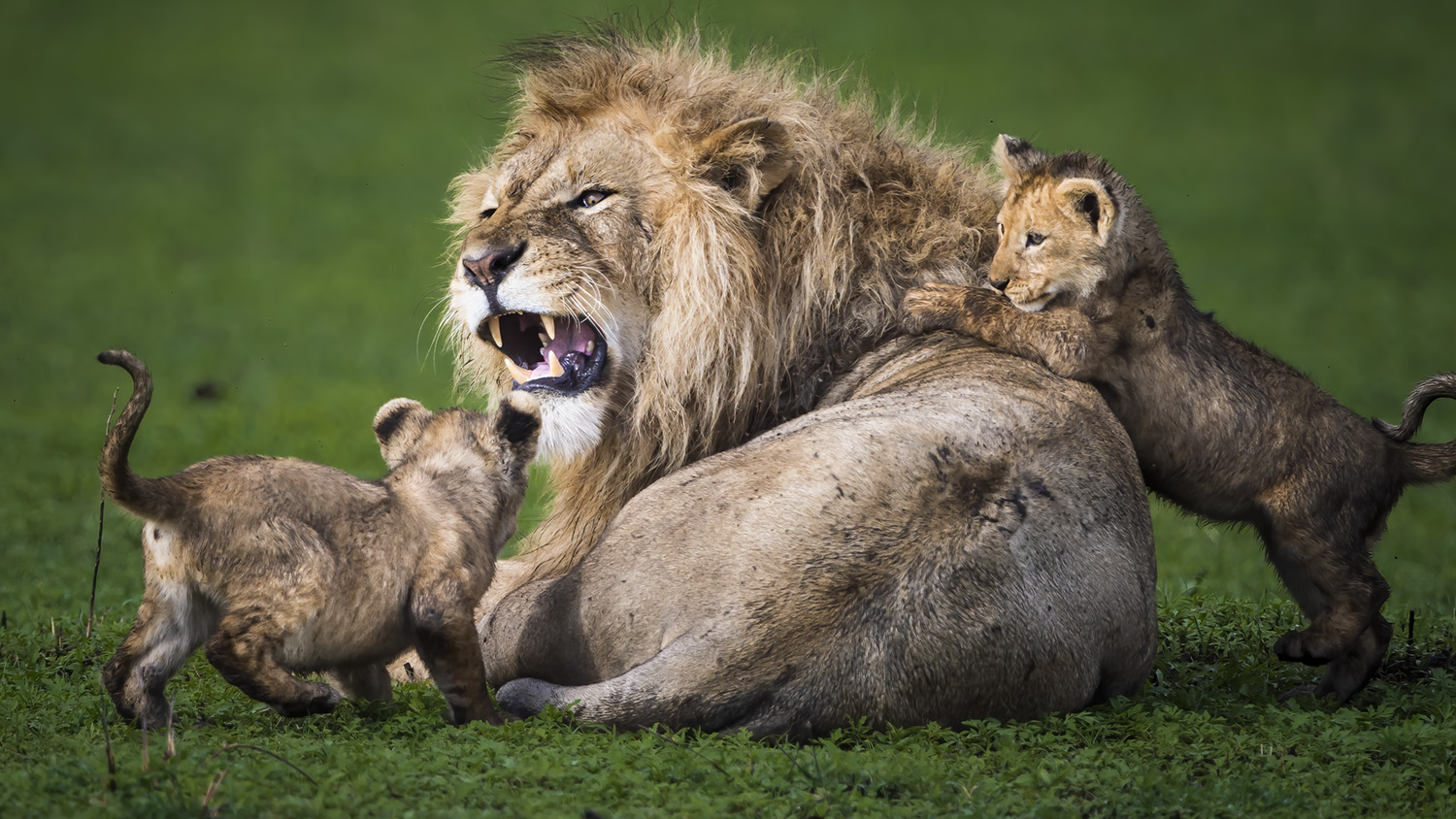 Privately-guided-safaris-Tanzania-eyes4naturesafaris - photo by D. Eric Johnson