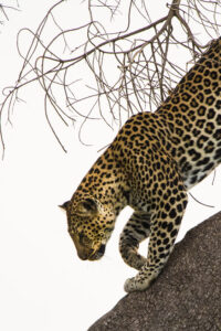 Foto Safaris in Tansania Eyes4nature