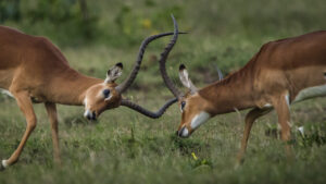 Foto Safaris in Tansania Eyes4nature