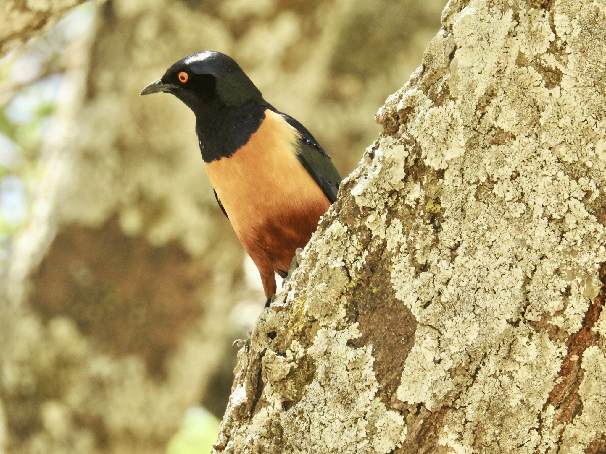 Vogelbeobachtung- Tansania- Eyes-4-Nature-safaris