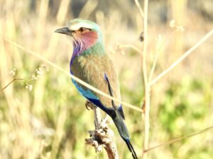 Vogelbeobachtung- Tansania- Eyes-4-Nature-safaris